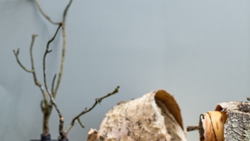 SOJAS VASKA SVECE (S) AR BĒRZA AROMĀTU